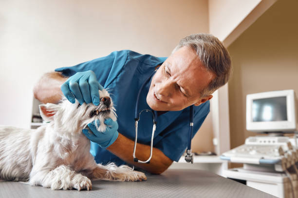 Best Emergency Treatment for Dental Infections or Abscesses in Sage, CA